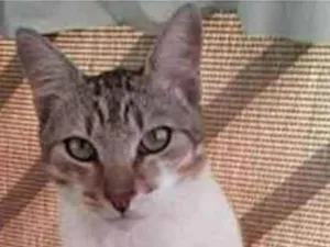 Gato raça srd idade 1 ano nome PEDRINHO