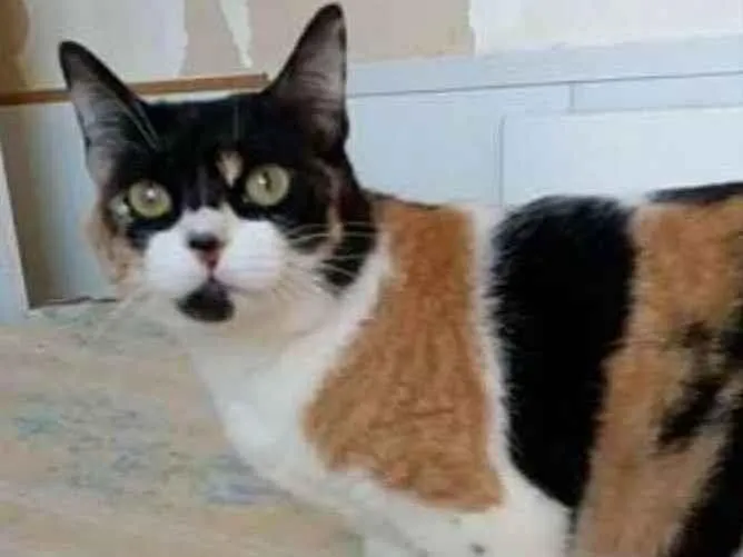 Gato ra a srd tricolor idade 1 ano nome SARA