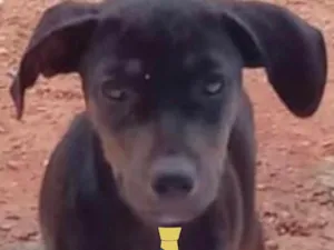 Cachorro raça Fila  idade 2 a 6 meses nome Zulu 