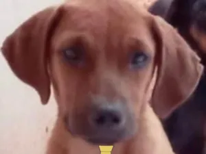 Cachorro raça Fila  idade 2 a 6 meses nome Tody 