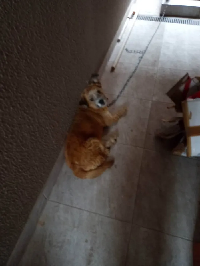 Cachorro ra a Chow Chow com poodle  idade 6 ou mais anos nome Roque
