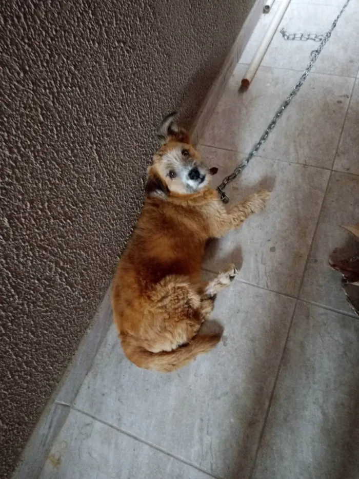 Cachorro ra a Chow Chow com poodle  idade 6 ou mais anos nome Roque