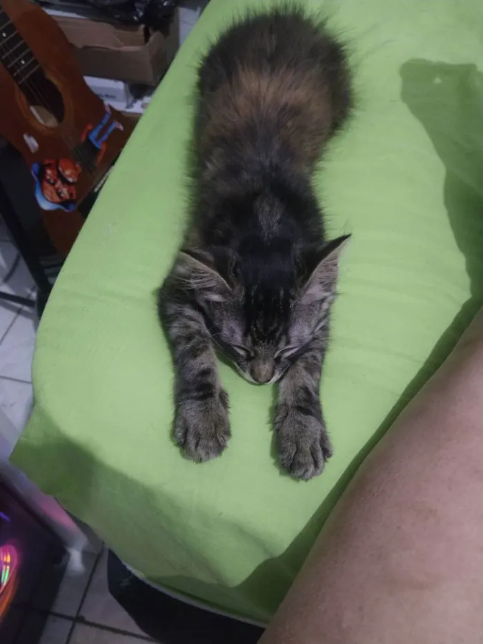 Gato ra a Srd idade 2 a 6 meses nome Jade