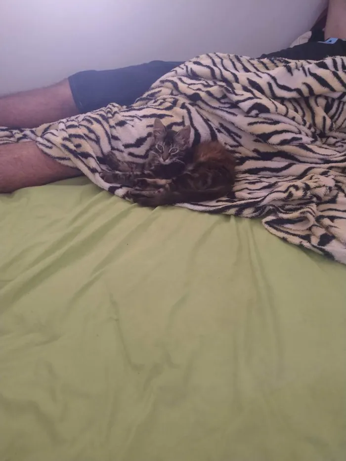 Gato ra a Srd idade 2 a 6 meses nome Jade