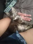 Jade