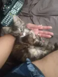Jade