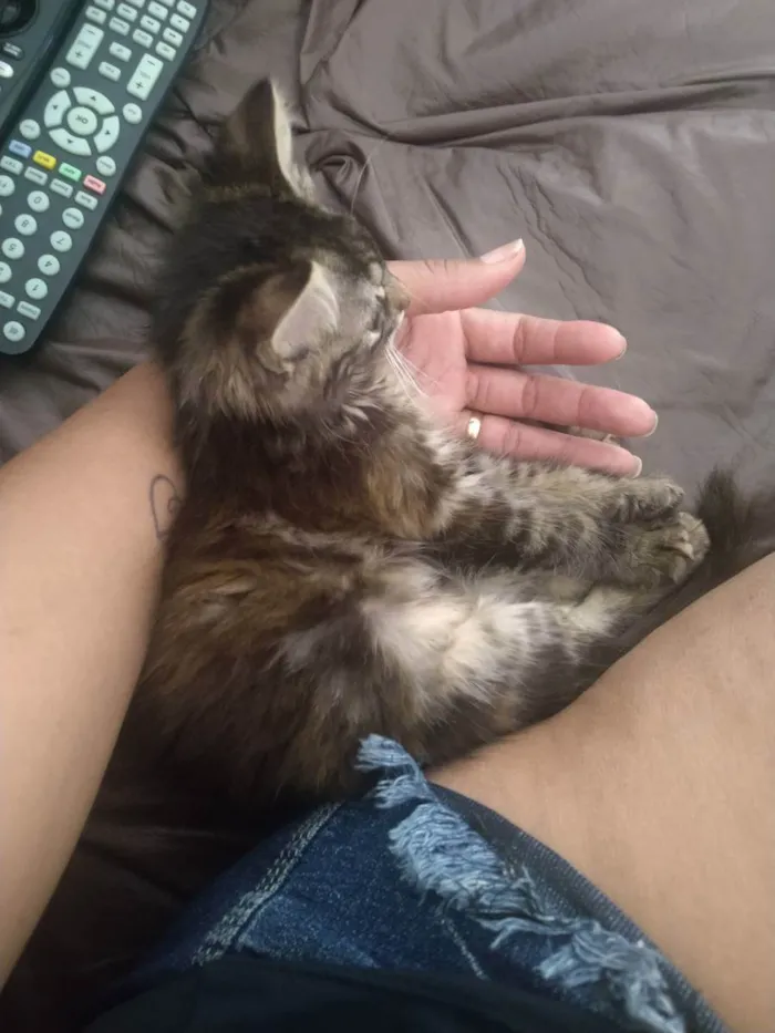 Gato ra a Srd idade 2 a 6 meses nome Jade