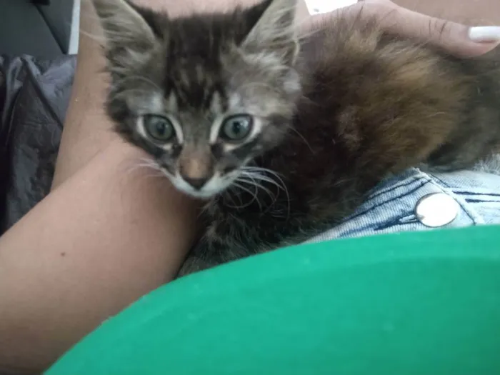 Gato ra a Srd idade 2 a 6 meses nome Jade