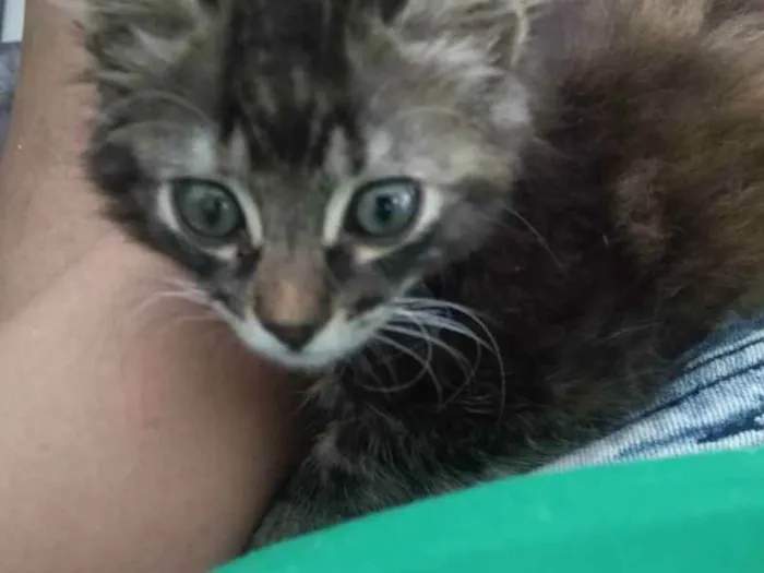 Gato ra a Srd idade 2 a 6 meses nome Jade