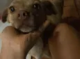Docinho