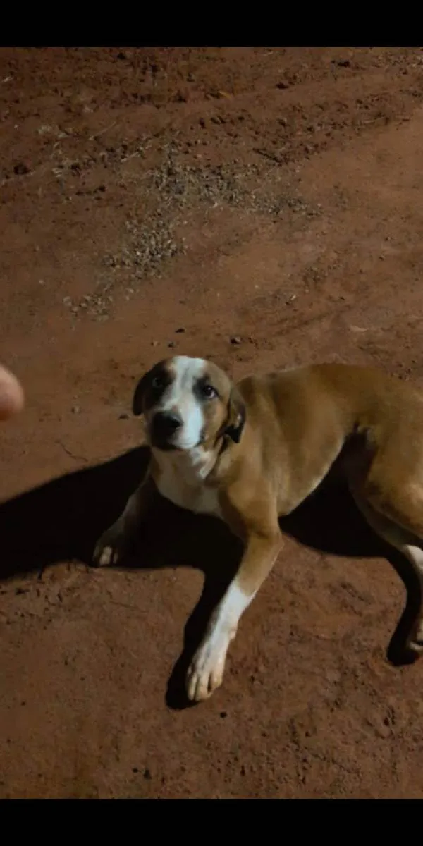 Cachorro ra a Sem raça  idade 1 ano nome Lindinha