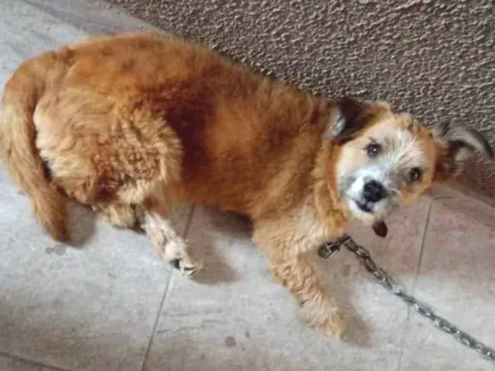 Cachorro ra a Chow Chow com poodle  idade 6 ou mais anos nome Roque