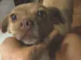 Docinho