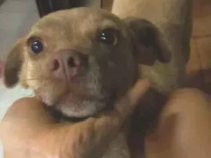 Cachorro raça Sem raça  idade 2 anos nome Docinho