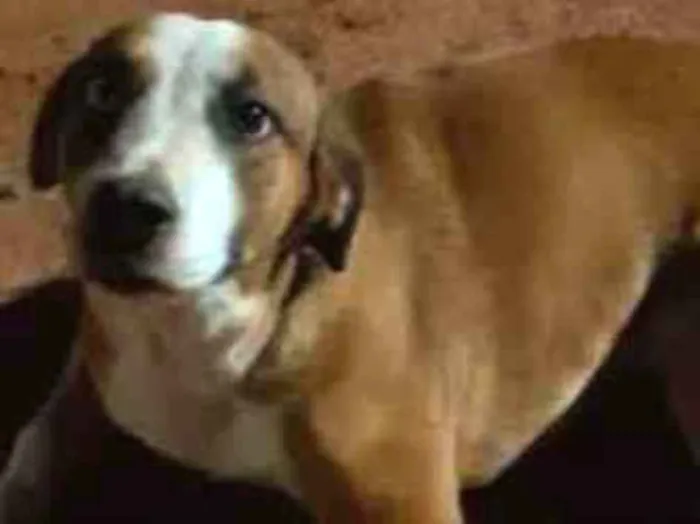 Cachorro ra a Sem raça  idade 1 ano nome Lindinha