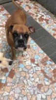 Cachorro raça Boxer idade 4 anos nome Thor