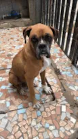 Cachorro raça Boxer idade 4 anos nome Thor