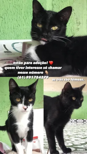 Gato raça Não tem raça específica  idade 2 a 6 meses nome Não tem nome 