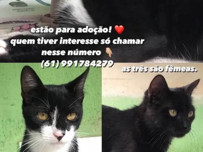 Gato raça Não tem raça específica  idade 2 a 6 meses nome Não tem nome 