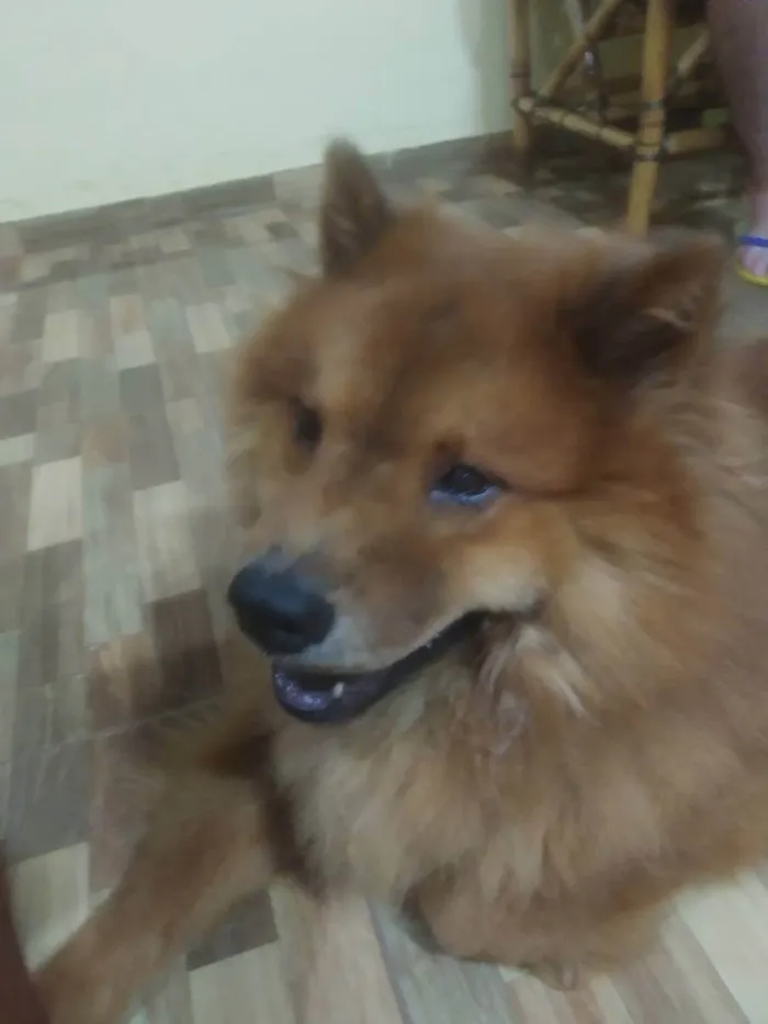 Cachorro raça Chow Chow  idade 2 anos nome Aslan