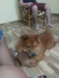 Aslan