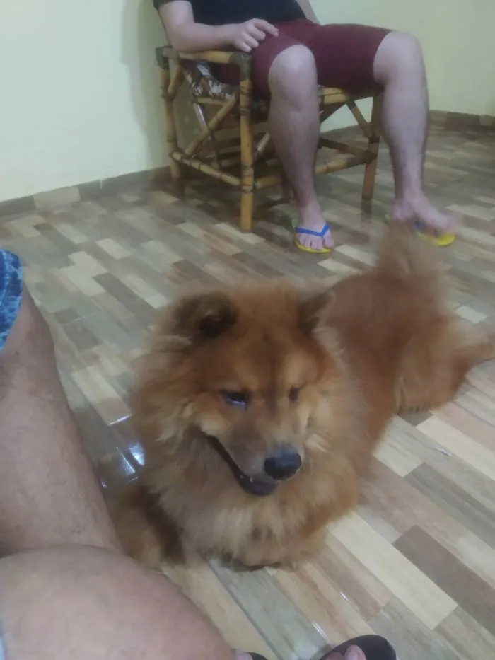 Cachorro raça Chow Chow  idade 2 anos nome Aslan