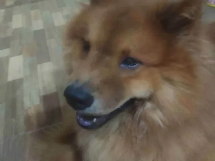 Cachorro raça Chow Chow  idade 2 anos nome Aslan