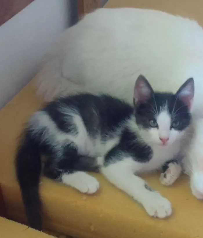 Gato raça Não tem idade 2 a 6 meses nome Amendoim titiu jr