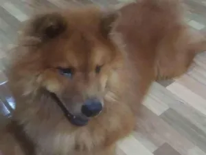 Cachorro raça Chow Chow  idade 2 anos nome Aslan