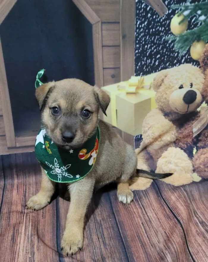 Cachorro ra a SRD  idade Abaixo de 2 meses nome Klauss