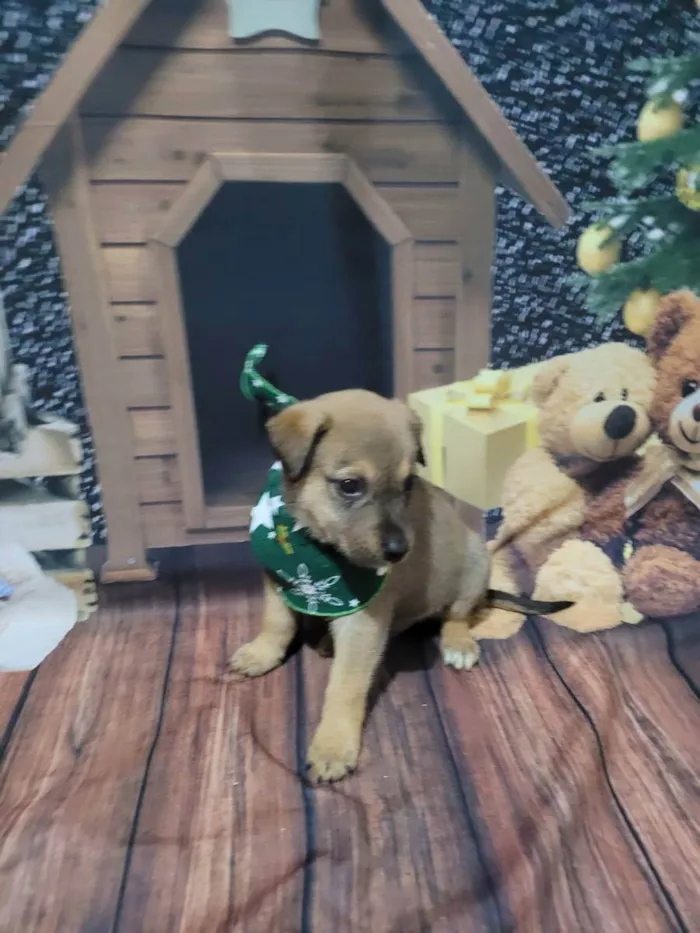 Cachorro ra a SRD  idade Abaixo de 2 meses nome Klauss