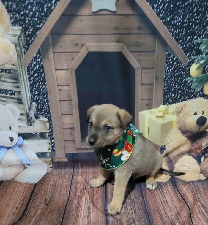 Cachorro ra a SRD  idade Abaixo de 2 meses nome Klauss