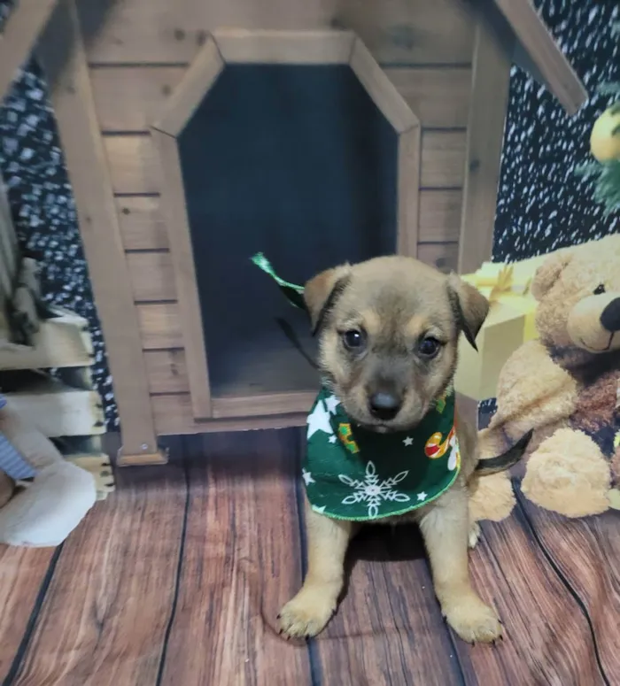 Cachorro ra a SRD  idade Abaixo de 2 meses nome Klauss