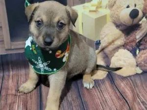 Cachorro raça SRD  idade Abaixo de 2 meses nome Klauss