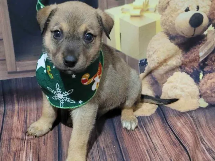 Cachorro ra a SRD  idade Abaixo de 2 meses nome Klauss