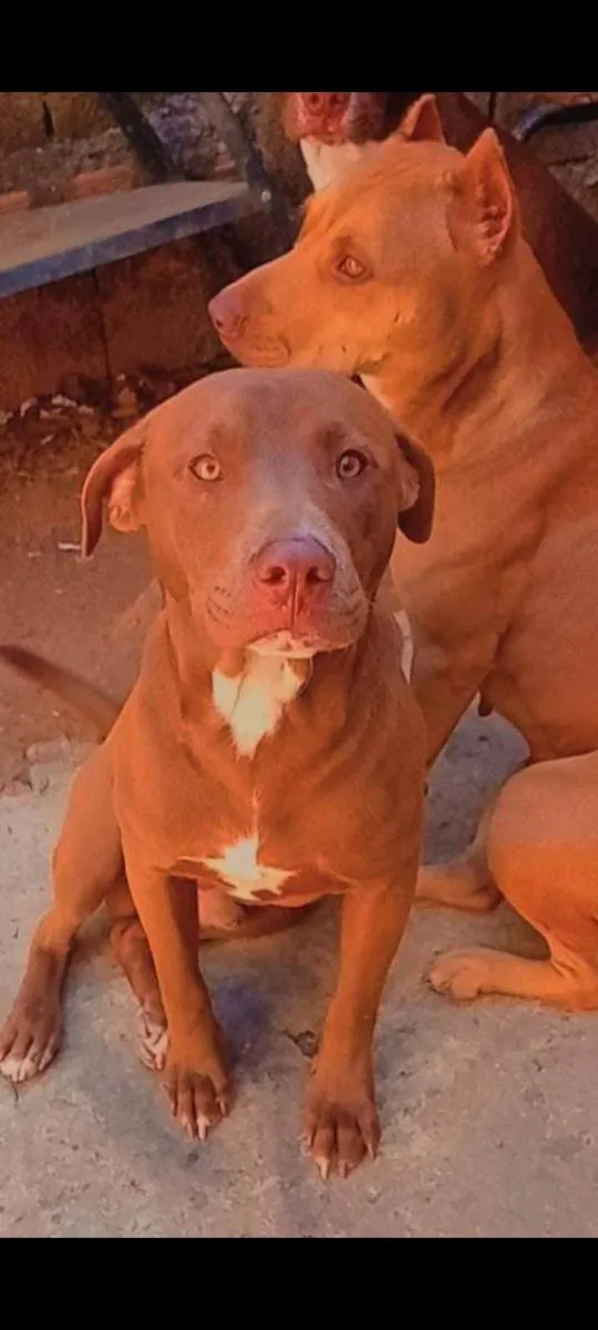 Cachorro ra a Pitbull Red Monster  idade 1 ano nome Beck