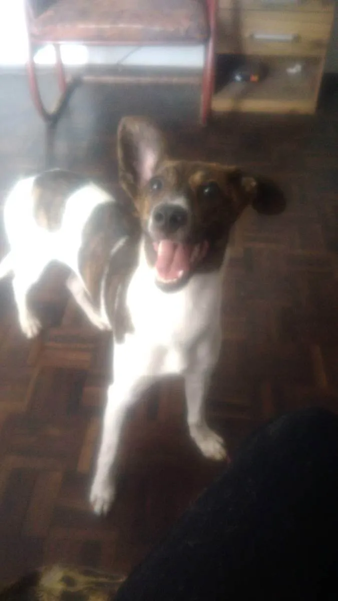 Cachorro ra a Indefinida  idade 2 anos nome Estrela