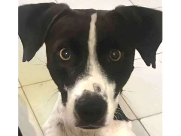 Cachorro ra a Srd idade 1 ano nome  Pixel