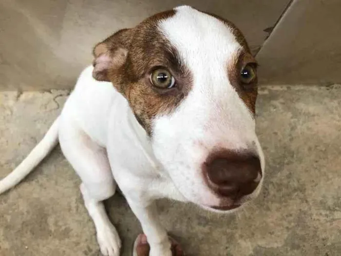 Cachorro ra a vira-lata  idade 7 a 11 meses nome Kira