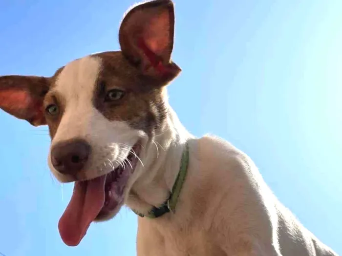 Cachorro ra a vira-lata  idade 7 a 11 meses nome Kira