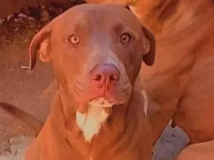 Cachorro raça Pitbull Red Monster  idade 1 ano nome Beck