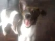 Estrela