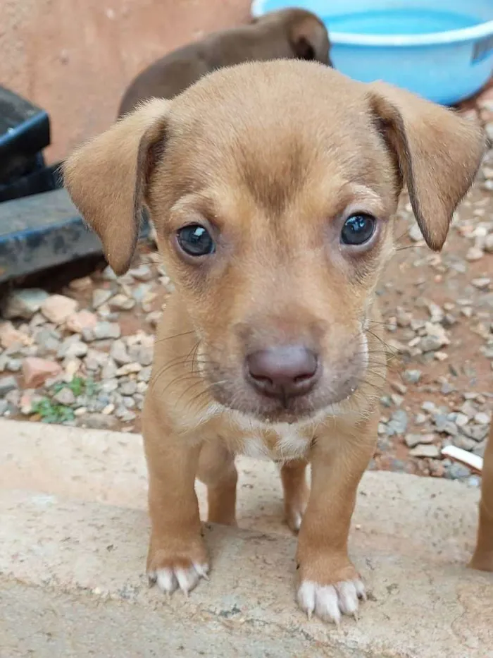 Cachorro ra a  idade Abaixo de 2 meses nome Sem nomes