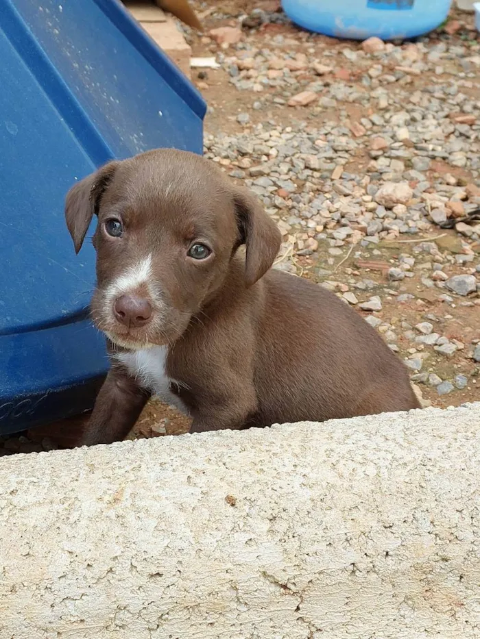 Cachorro ra a  idade Abaixo de 2 meses nome Sem nomes