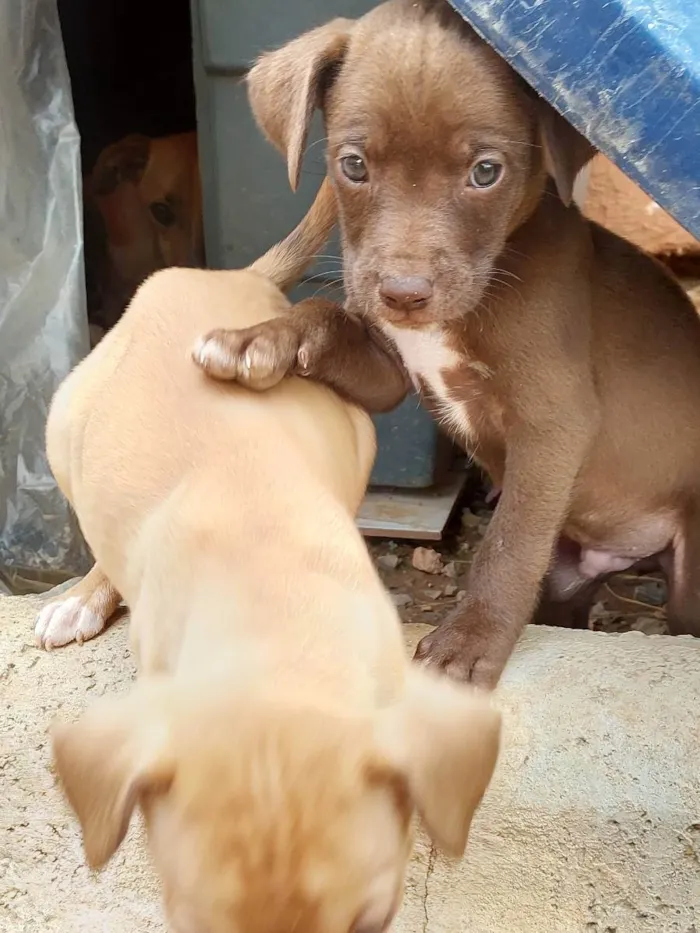 Cachorro ra a  idade Abaixo de 2 meses nome Sem nomes