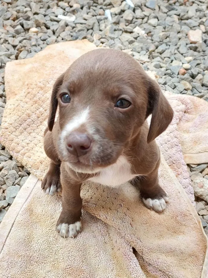 Cachorro ra a  idade Abaixo de 2 meses nome Sem nomes