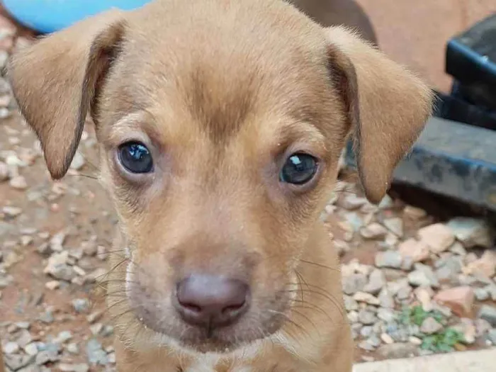 Cachorro ra a  idade Abaixo de 2 meses nome Sem nomes