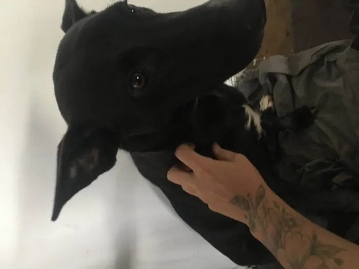 Cachorro raça Boder Collin com RottWaleyr idade 2 a 6 meses nome Jady