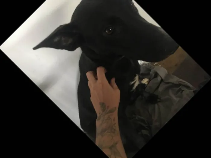Cachorro raça Boder Collin com RottWaleyr idade 2 a 6 meses nome Jady