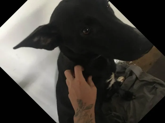 Cachorro raça Boder Collin com RottWaleyr idade 2 a 6 meses nome Jady